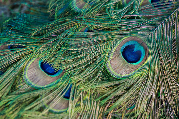 Plumas de cola de pavo real macho de cerca
 - Foto, Imagen