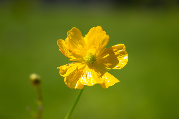 blühende Blume im Frühling, Butterblume - Foto, Bild