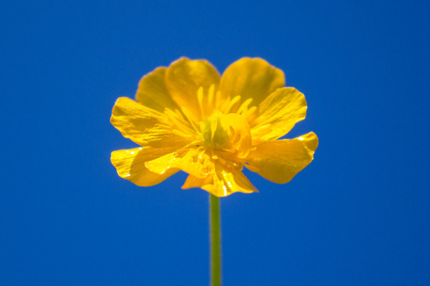 春に咲いた花キンポウゲ - 写真・画像