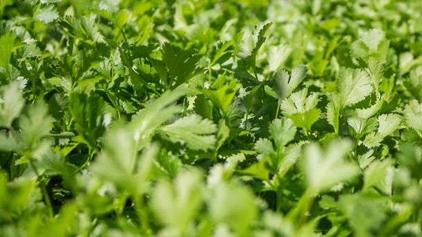 Fresh leaves of young parsley - Foto, Bild