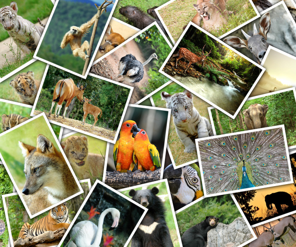 Photos d'animaux empilés sur la table
 - Photo, image