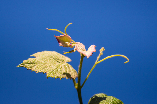 Broto de Vitis vinifera, videira de uva
 - Foto, Imagem