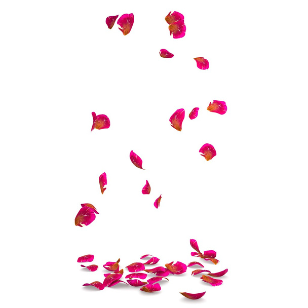 Pétalos de rosa moteados caen al suelo
 - Foto, imagen