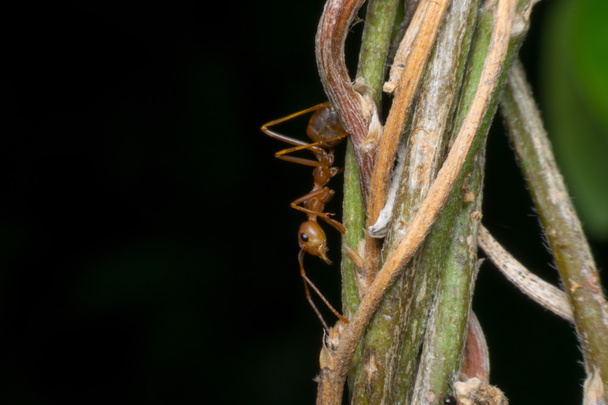 Macro of red ant - Photo, Image
