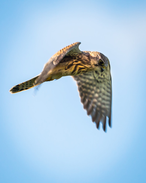 Common Kestrel hovering, looking for prey.(Falco tinnunculus) - Photo, Image