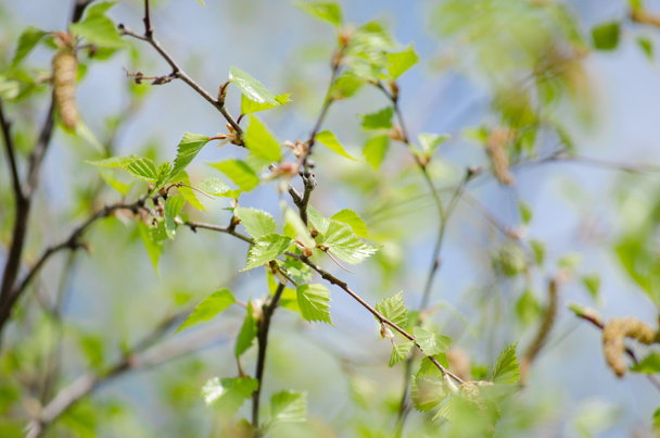 Green leaves of birch - Fotó, kép