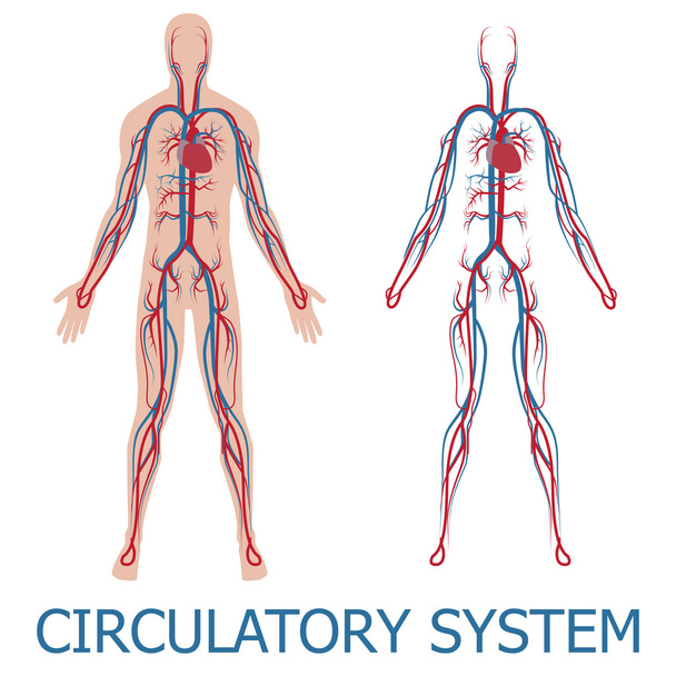Sistema circulatório humano - Vetor, Imagem