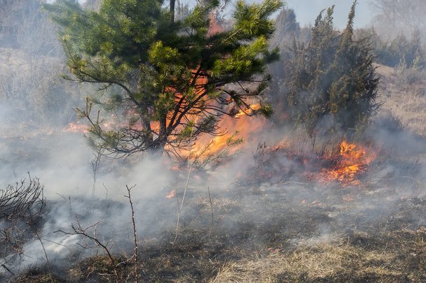 bosbrand, catastrofe - Foto, afbeelding
