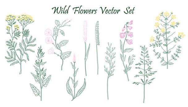 Wild Flowers set - Vector, afbeelding
