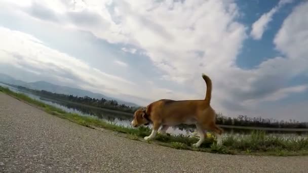 Running beagle dog  - Footage, Video