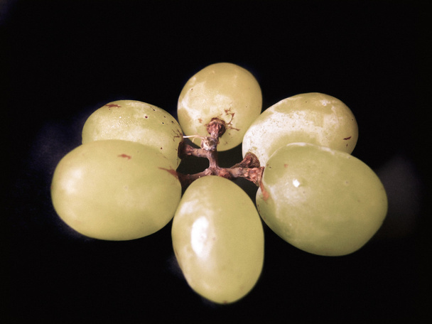 Виноград, Vitis vinifera, Классическая ягода
 - Фото, изображение