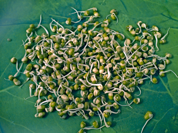 Mondbonen met spruitjes, Vigna radiata - Foto, afbeelding