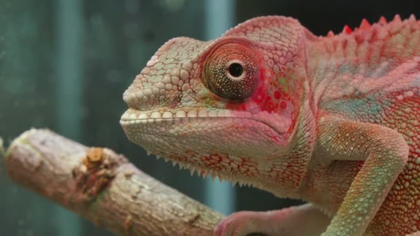 Kameleontti Matelijan liikkuvat silmät
 - Materiaali, video