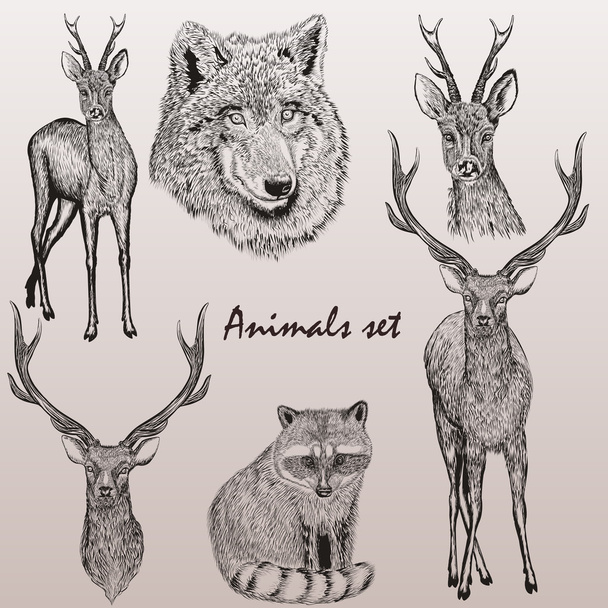 Collection of high detailed vector animals for design - Vektör, Görsel