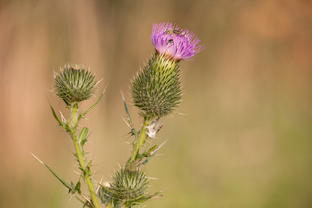 Plants and Nature - Spring Thistle - Photo, Image