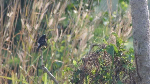 Bonte bushchat vogel rusten en ontspannen op de vertakking van de beslissingsstructuur - Video