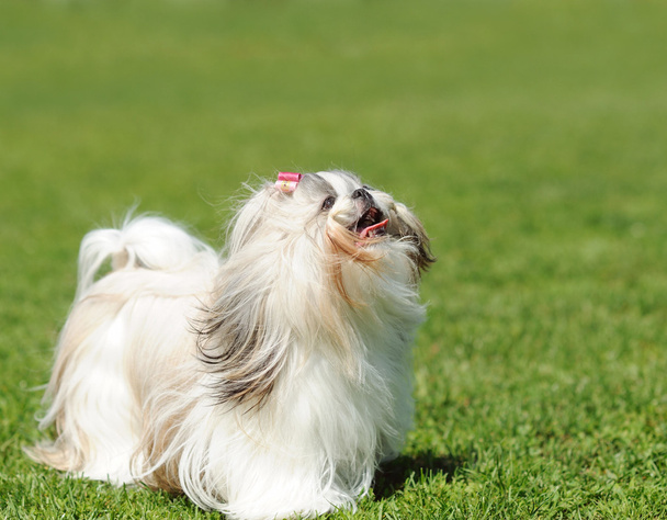dog on green grass - Fotó, kép