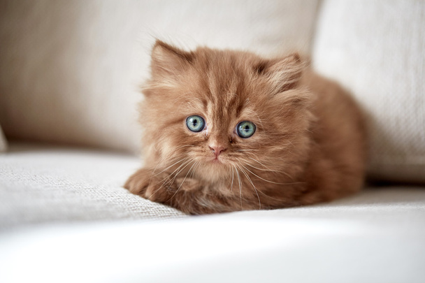 美しい小さな子猫 - 写真・画像