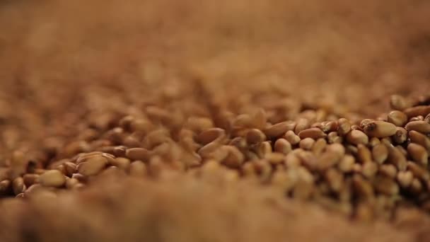Close-up shot of select wheat grain pouring, country's agricultural production - Záběry, video