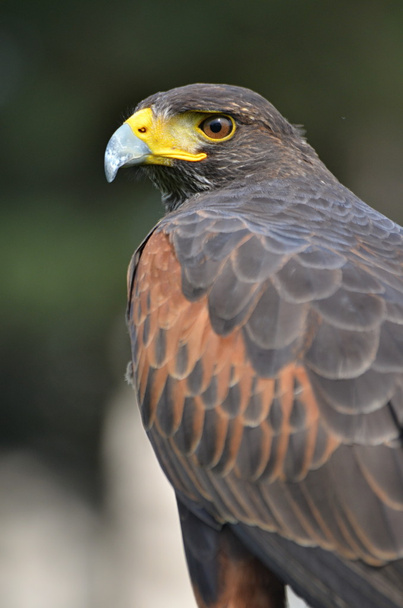 Harris Hawk (Parabuteo unicinctus) - Fotografie, Obrázek