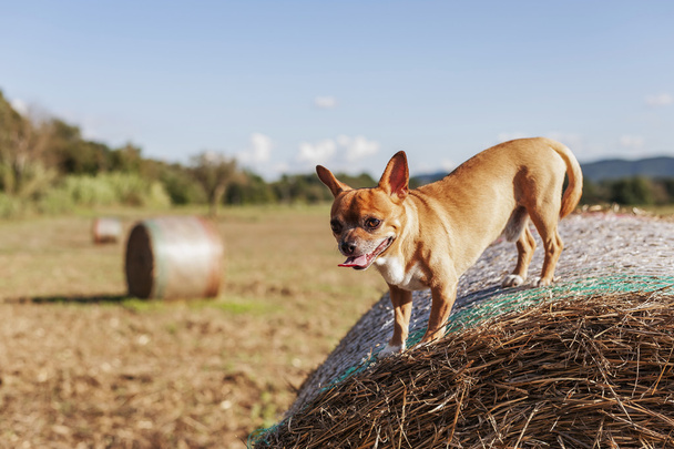 Cachorro sobre paca de heno y fondo natural
 - Foto, imagen