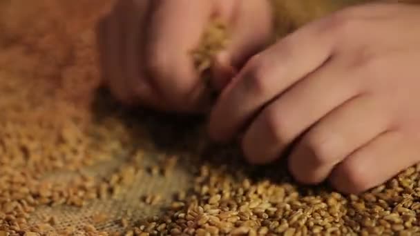 Male farmer's hands picking and pouring grain, agricultural product for sale - Záběry, video