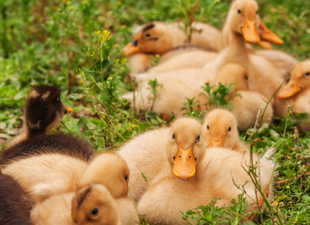 çimenlerin üzerinde genç ördek yavrusu - Fotoğraf, Görsel