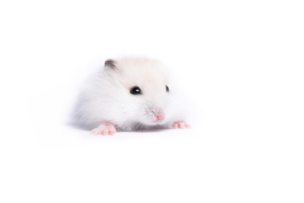 Portret van een kleine hamster op een geïsoleerde achtergrond - Foto, afbeelding