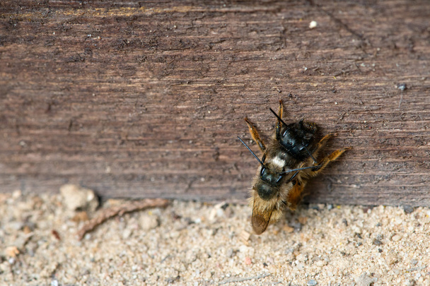 dzikie pszczoły współpracujące na górskie owadów - Zdjęcie, obraz