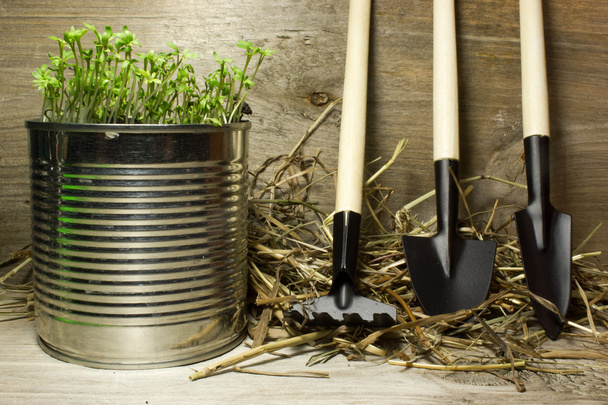 Горшок зеленых растений и садовые инструменты на деревянном фоне
 - Фото, изображение