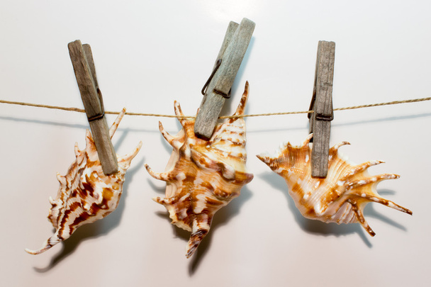 Sea shells on wooden clothespin - 写真・画像