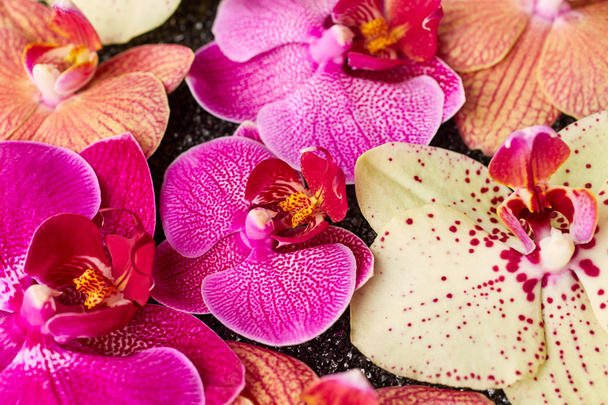 Beautiful orchid flowers  - Zdjęcie, obraz