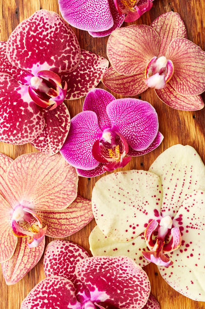 Orchid flowers on wooden  - Photo, Image