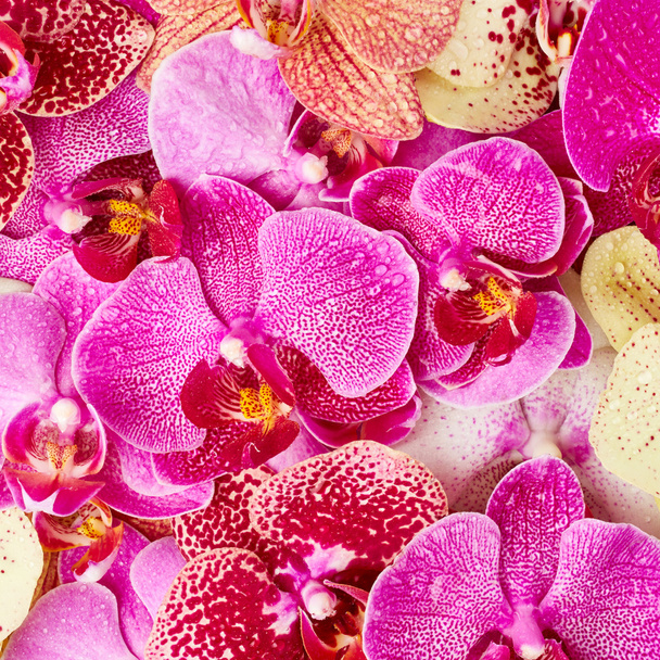 красиві квіти орхідеї
  - Фото, зображення