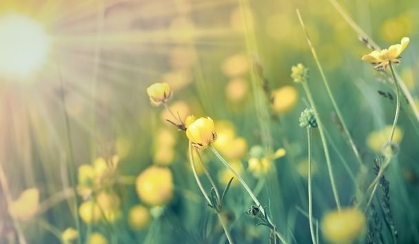 A Buttercup virág a réten - tavasz - Fotó, kép