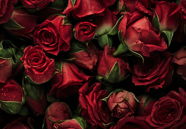 beautiful Rose flowers   - Fotó, kép
