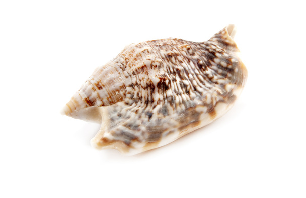Sea shell - Photo, Image