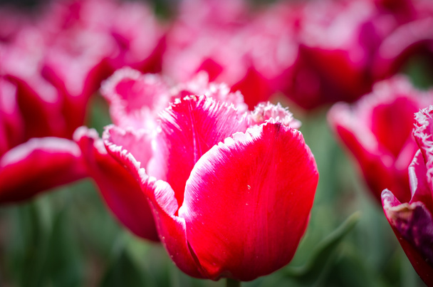Tulips flowers in spring.  Beautiful bouquet of tulips.  - Photo, image