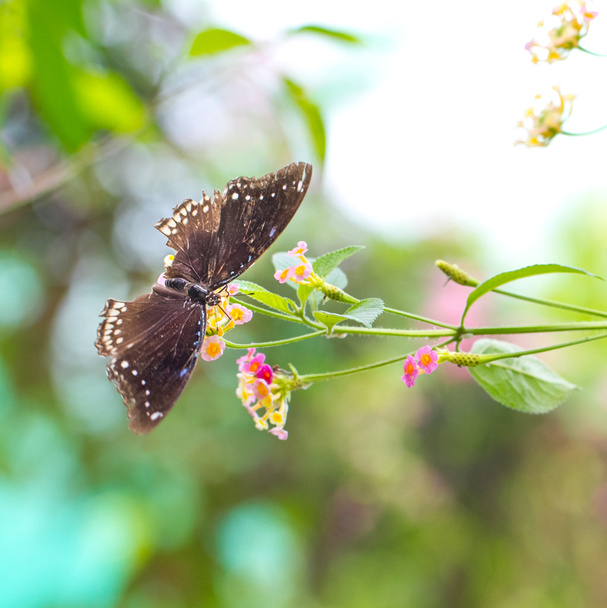 Krásný motýl na lantana květiny - Fotografie, Obrázek