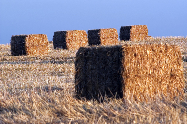 тюки сена в поле - Фото, изображение