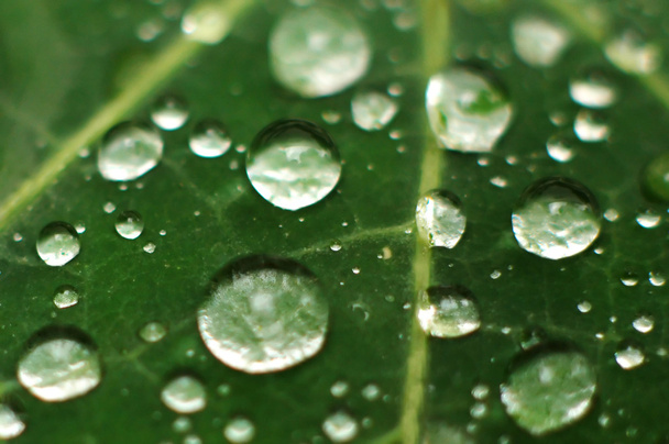 Dew Drops on a Green Leaf - Fotografie, Obrázek