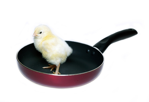Nestlings little yellow chick on frying pan with non-stick coati - Foto, Imagem