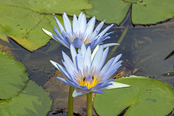 blassblaue Lotusblüten im Lilienteich - Foto, Bild