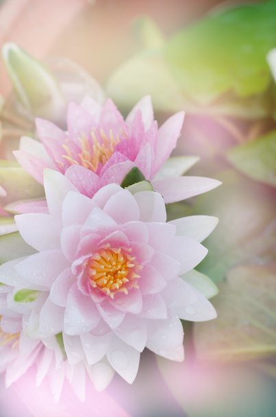 Pięknymi lotosu z Soft Focus kolor filtra - Zdjęcie, obraz
