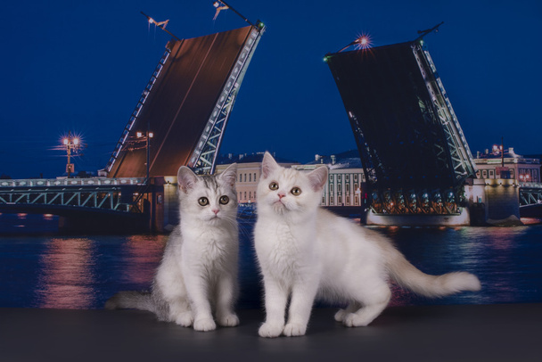 stray kittens on the waterfront at night - Photo, Image