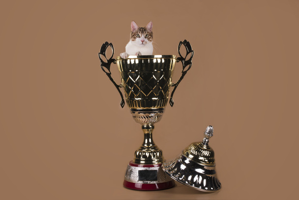 Kuril Bobtail and cup isolated on a light background - Foto, immagini