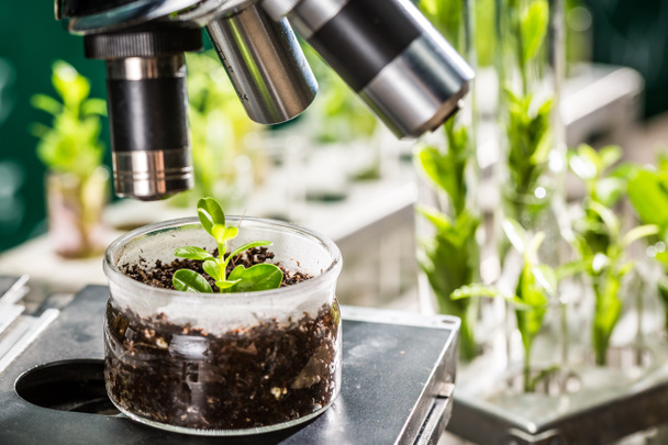Academic laboratory exploring new methods of plant breeding - 写真・画像