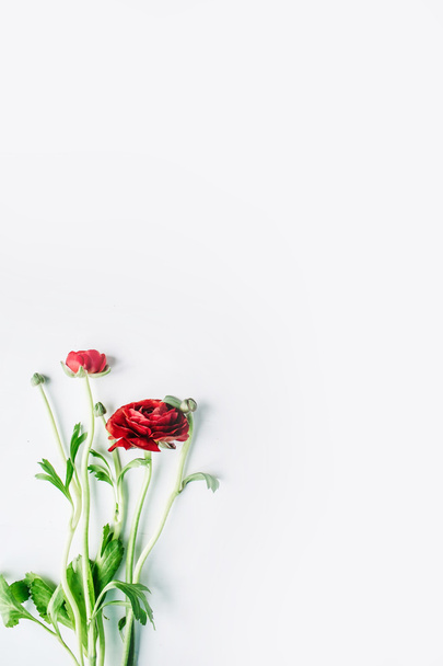 red roses or ranunculus isolated  - Fotografie, Obrázek