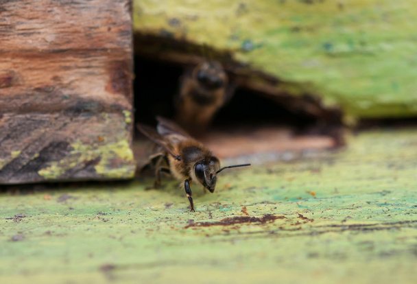 Бджіл у вулик
 - Фото, зображення