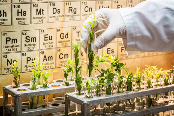Pharmaceutical lab exploring new methods of plant healing - Foto, imagen